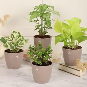 Nurturing Green® Combo of 4 Indoor Live Plants
